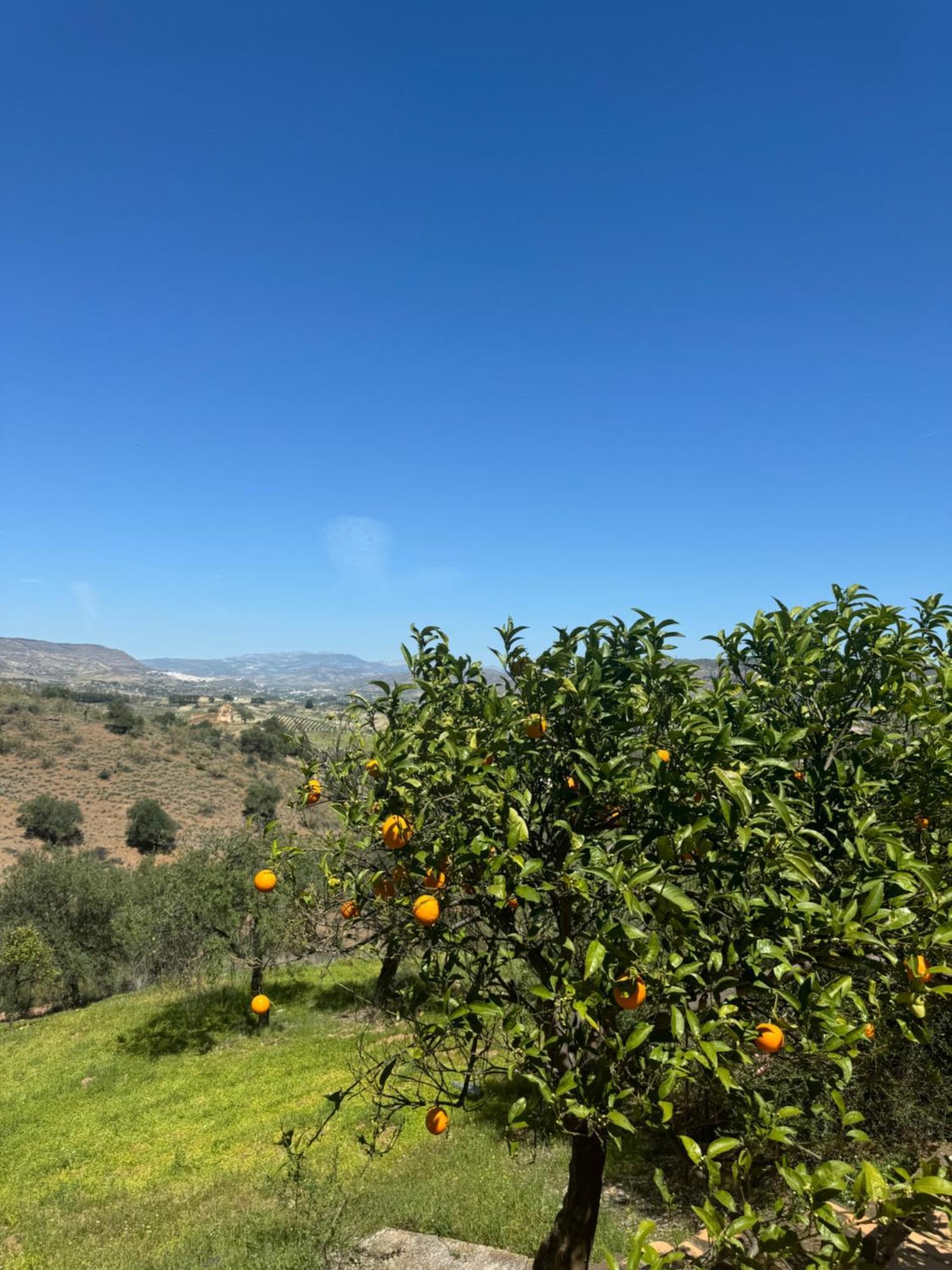 بيزارا Santa Teresa Bed & Breakfast Andalusien المظهر الخارجي الصورة