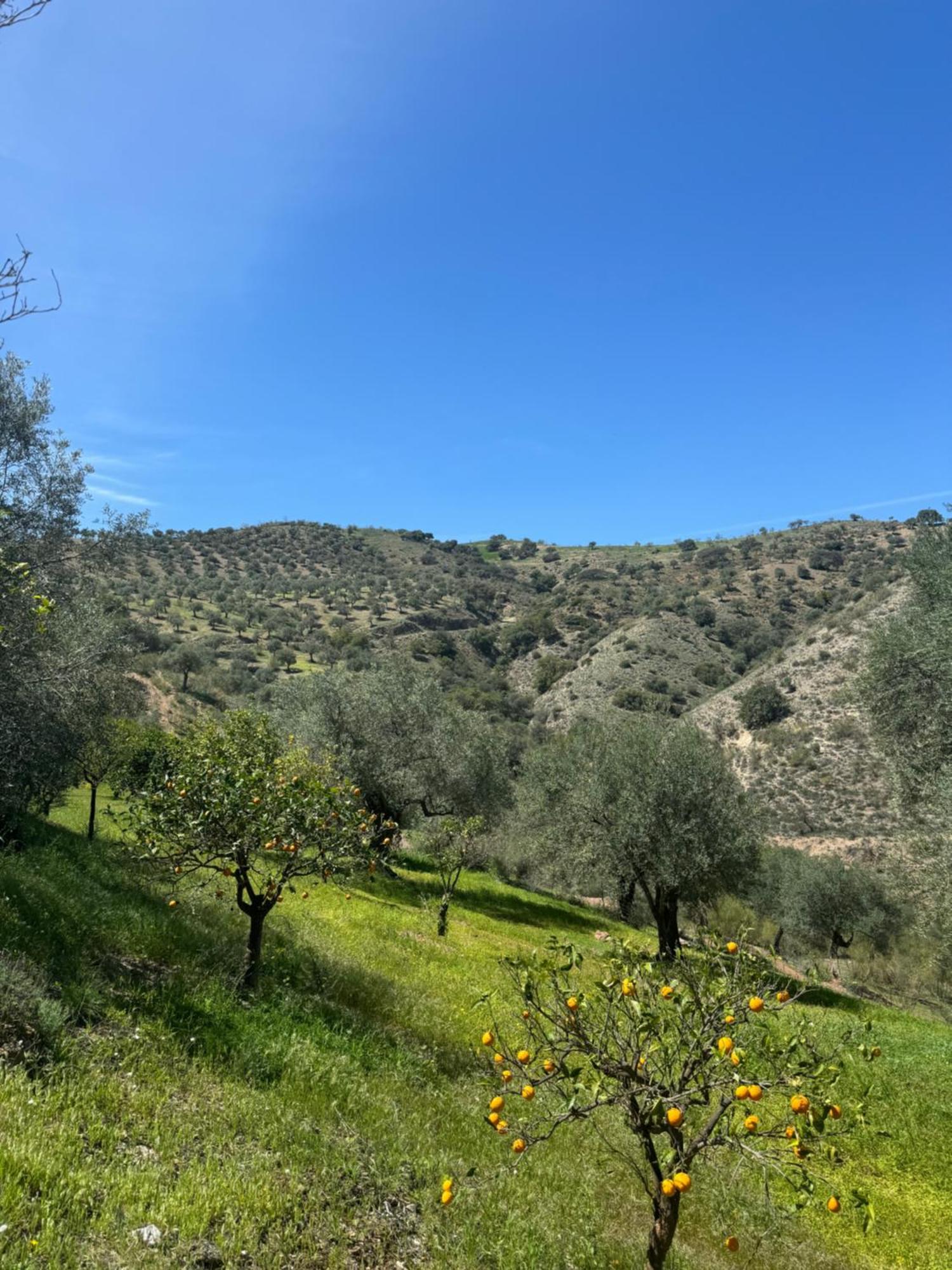 بيزارا Santa Teresa Bed & Breakfast Andalusien المظهر الخارجي الصورة